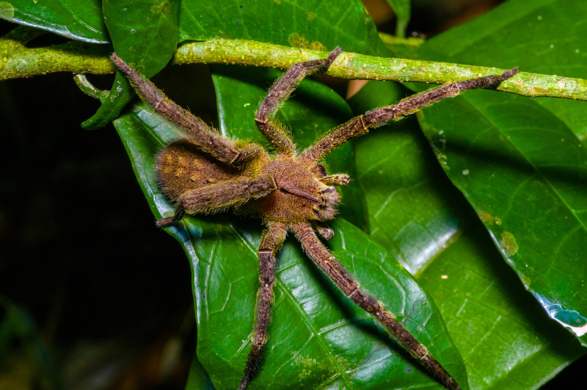 Venomous Brazilian wandering spider sitting on a heliconia leaf. 