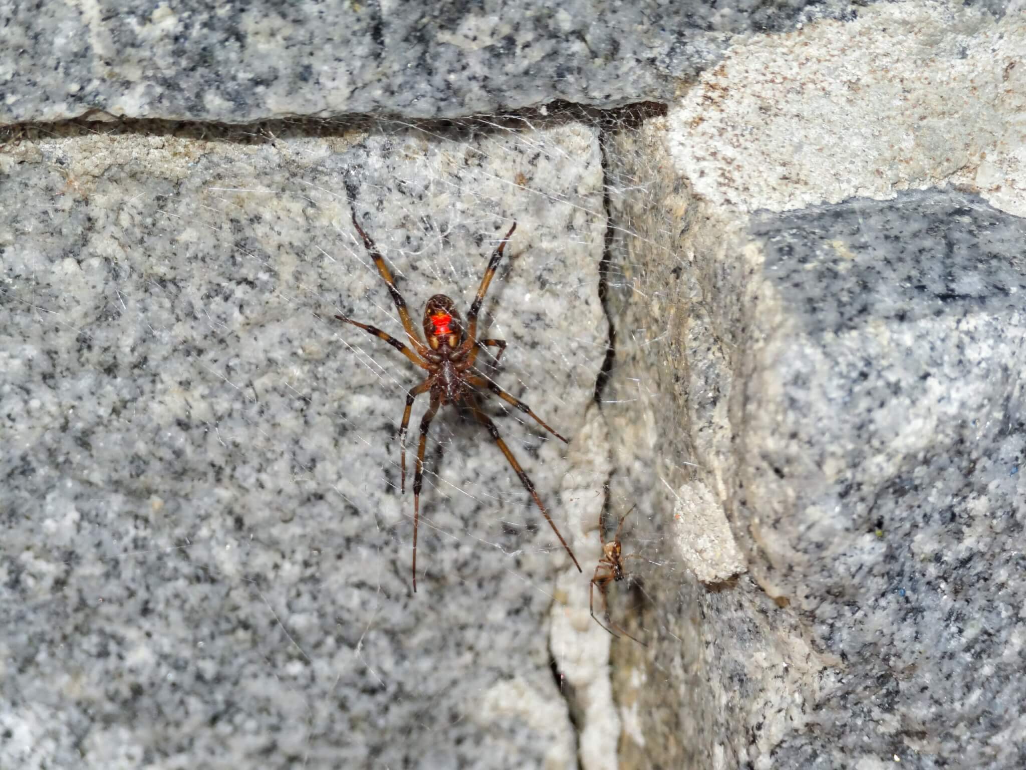Brown widow spider.