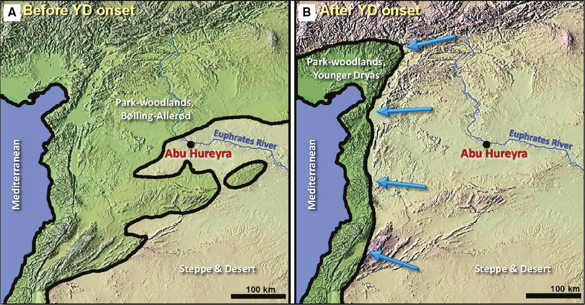 Figure 2:Plant biogeographic responses to YD climate change in the Middle East. Darker green represents park-woodlands; greenish-tan represents arid steppes; reddish-tan represents desert terrain and largely unvegetated mountains. (A) Near the end of the Bølling-Allerød, park-woodlands grew close to Abu Hureyra and would have allowed the gathering of readily available fruits, nuts, and edible plants. (B) After the YD onset, arid steppes expanded and park-woodlands retreated ~200 km westward almost to the Mediterranean coastline more than 200 km west of Abu Hureyra, significantly changing available food resources. Images adapted and colorized from Figure 3.18 in Moore et al. [3] In assembling these maps, Moore et al. [3] and Hillman [74] used isopoll data from Huntley [75, 76], Huntley and Birks [77], Huntley and Webb [78], and Webb [79].