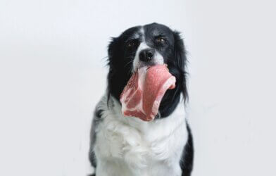Dog with steak in mouth