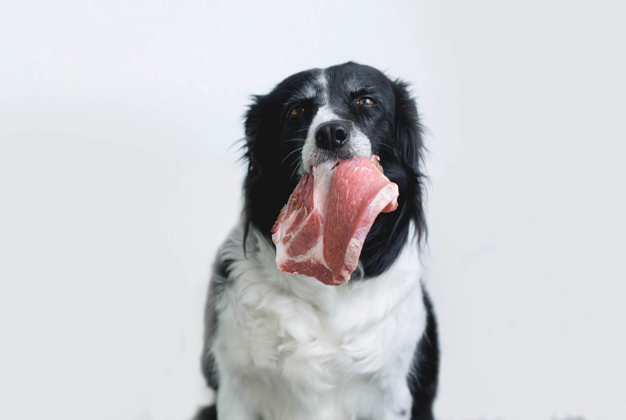 Dog with steak in mouth
