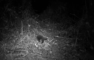 Attenborough's long-beaked echidna, photographed by a camera trap.