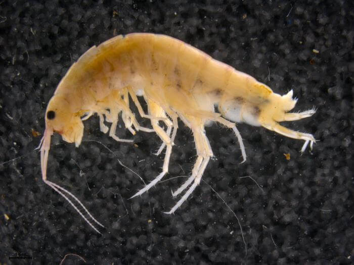 A new species of terrestrial shrimp