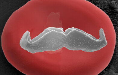 The world's tiniest mustache as seen on a red blood cell.
