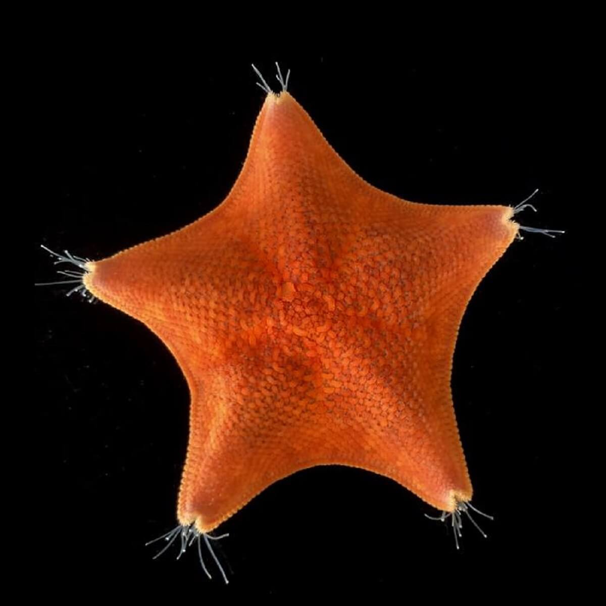 The unusual five-axis symmetry of sea stars (Patiria miniata) has long confounded our understanding of animal evolution.