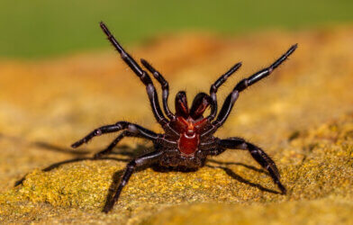 Dangerously venomous Sydney Funnel-web spider showing fangs.