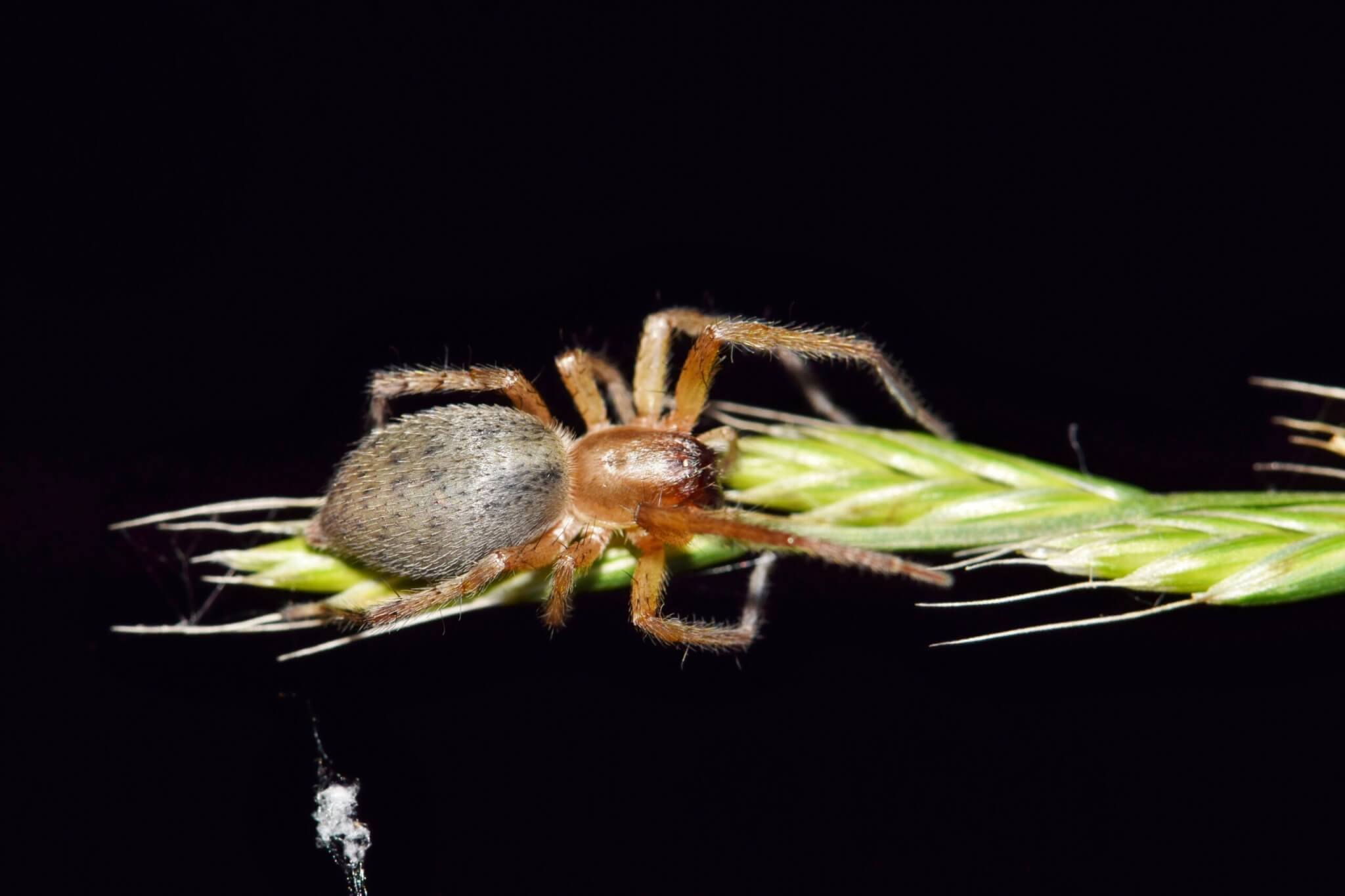 This Yellow Sac spider (Cheiracanthium) is out hunting at night on a grass seed stalk.