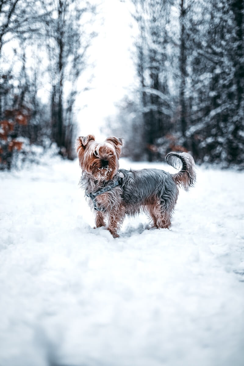 brown and gray Yorkshire terrier on field covered with snow