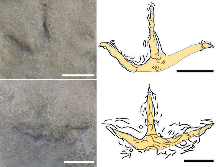 Wonthaggi Formation avian tracks with uneven depths of digit impressions.