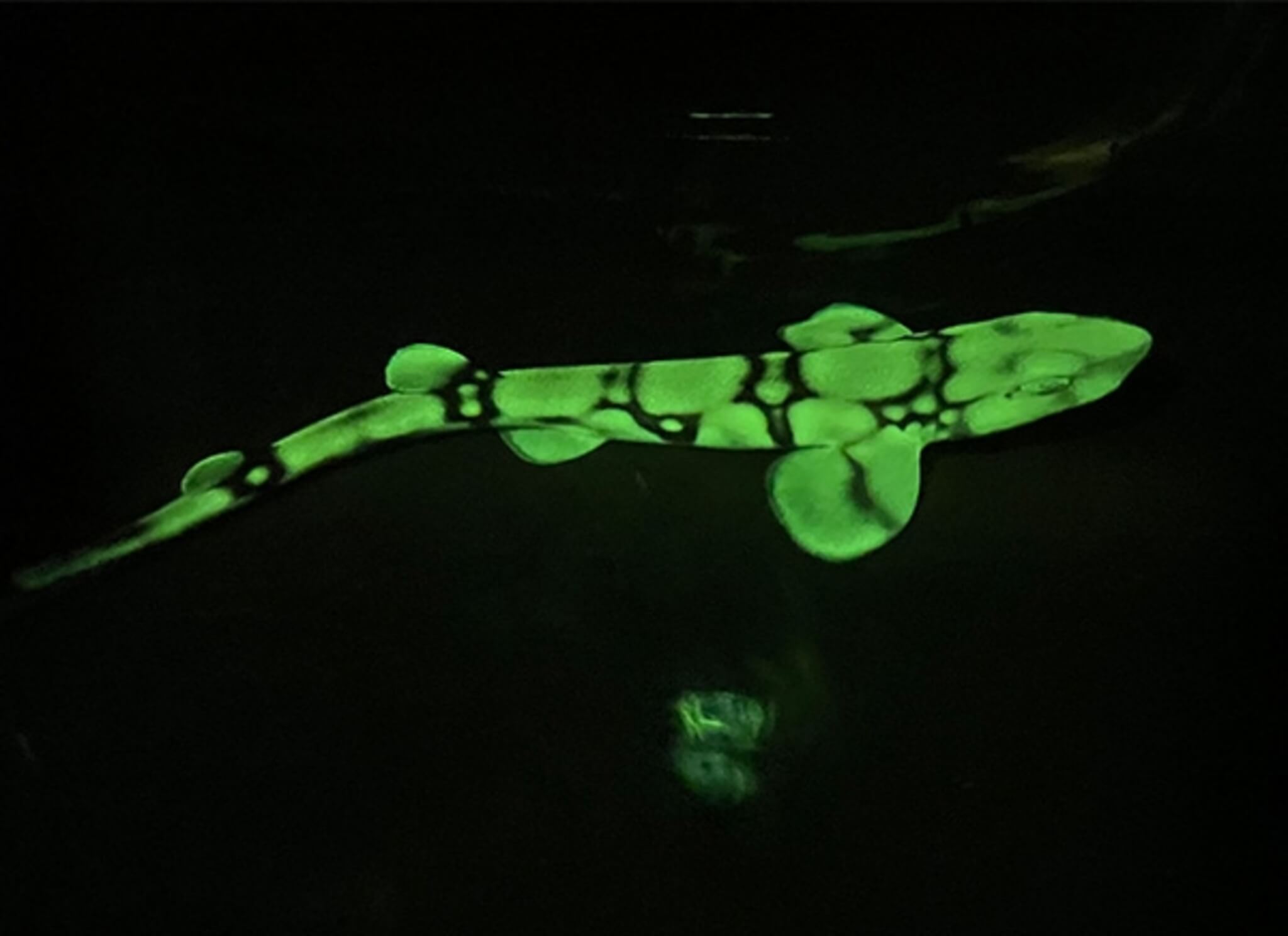 The chain catshark (Scyliorhinus retifer) is one of four elasmobranch species (sharks, skates, rays and sawfish) known to be biofluorescent