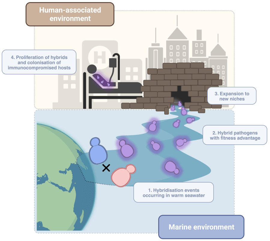 Microorganisms from the marine environment are closely related to those they have found in clinical samples
