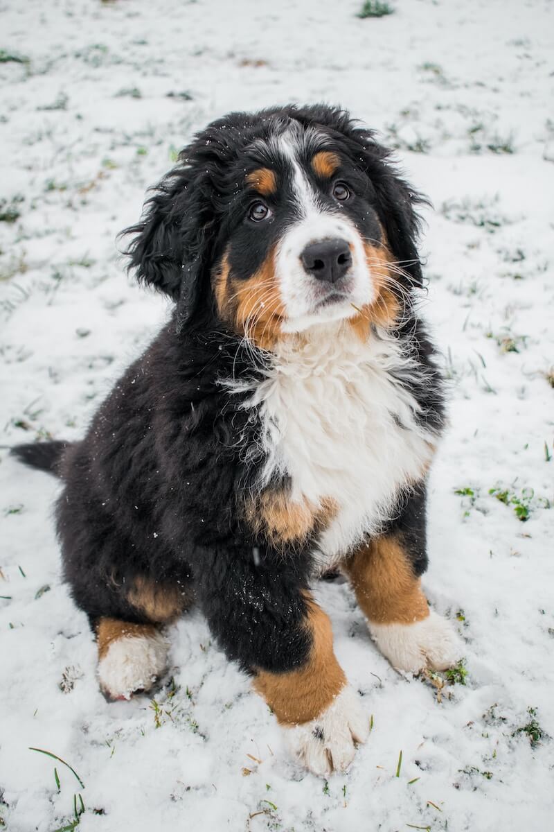 a black and brown dog sitting in the snow
