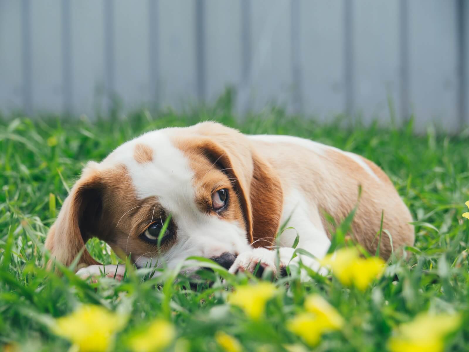 brown and white puppy lying on green grass with yellow flowers