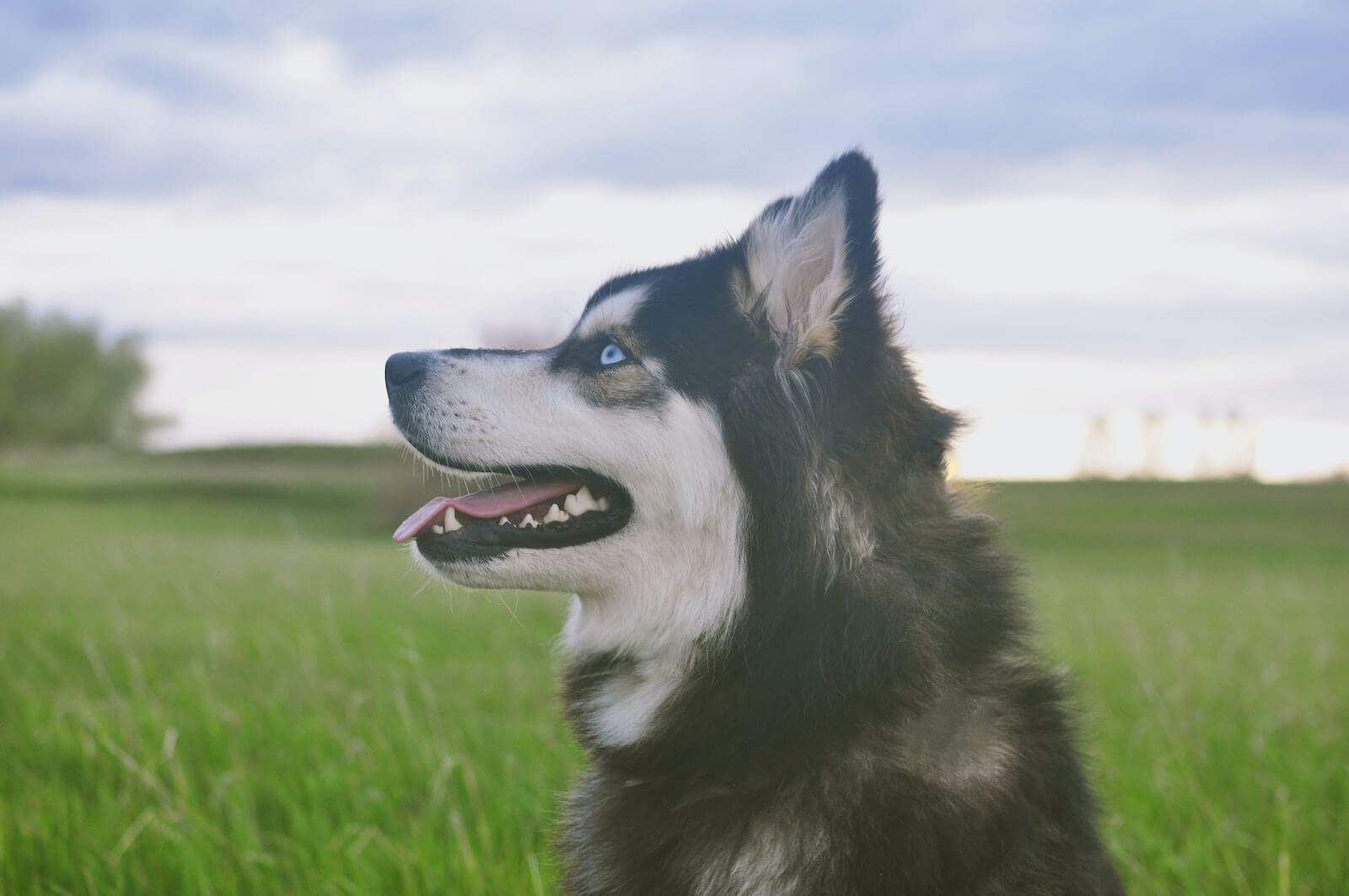 black and white siberian husky on green grass field under white clouds and blue sky during