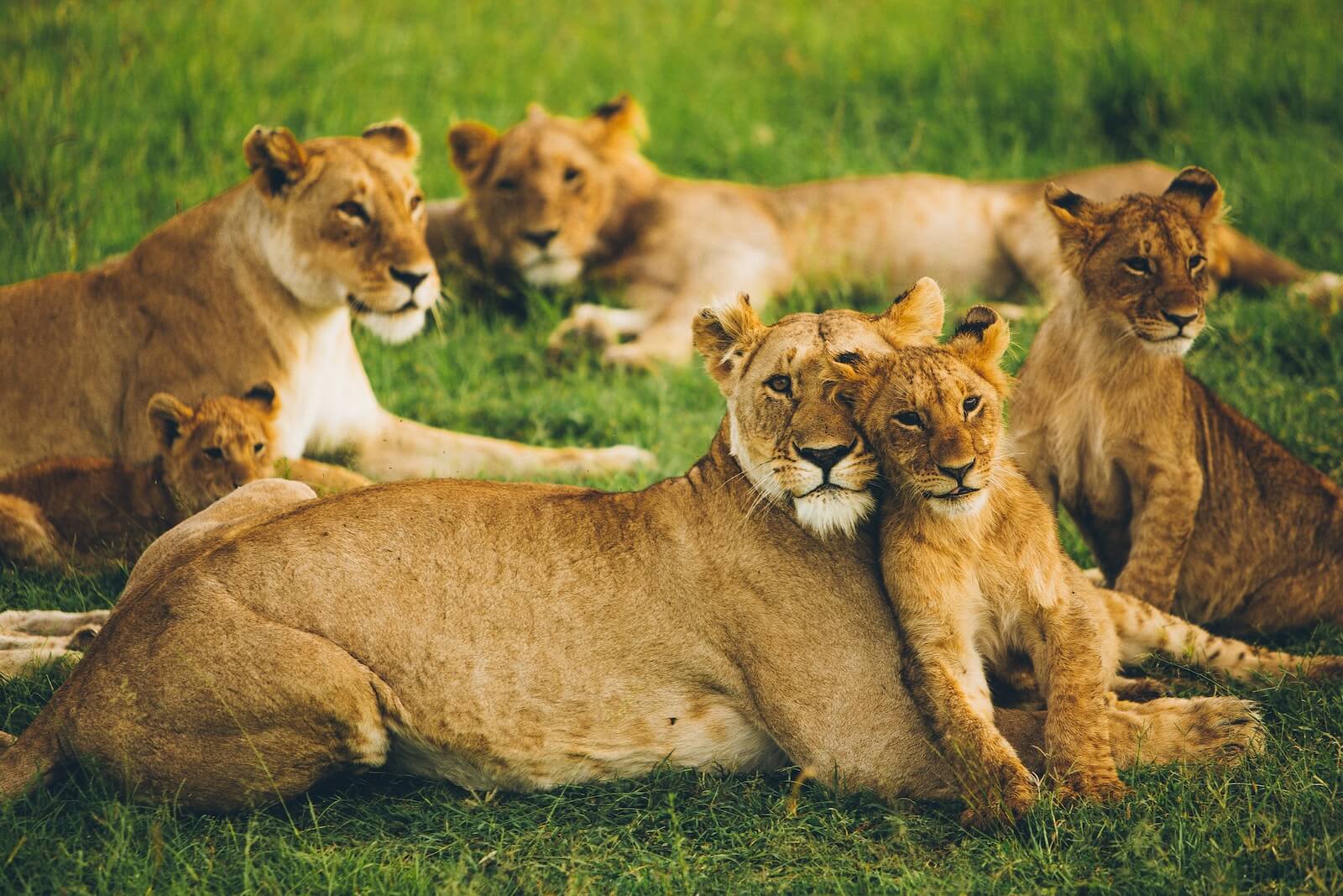 pride of lions in field
