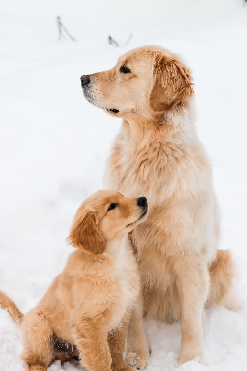 golden retriever puppy on snow covered ground during daytime
