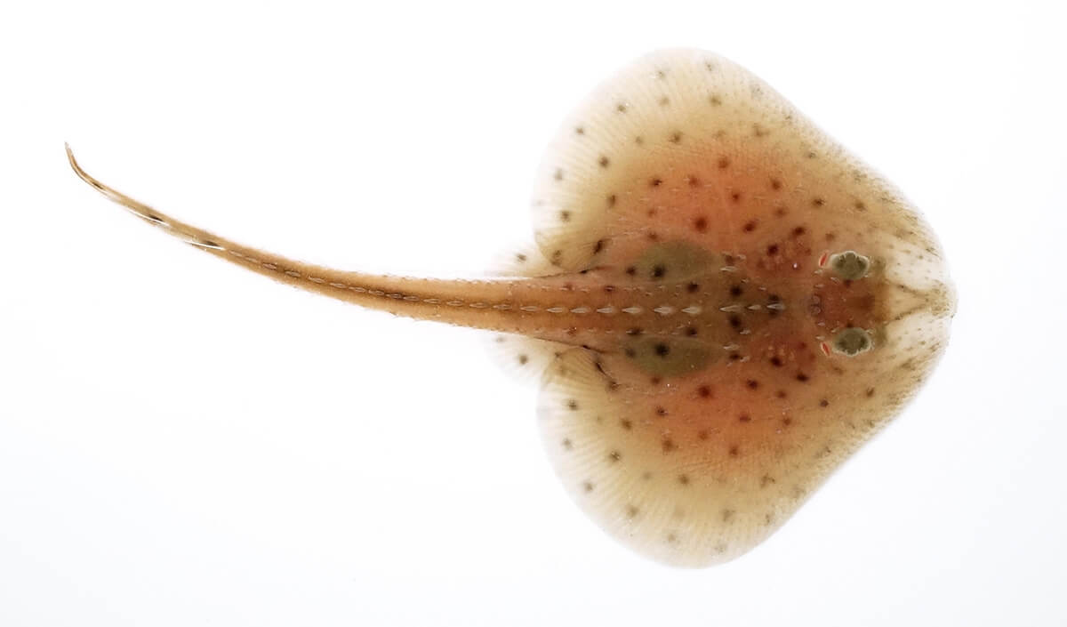 Little skate (Leucoraja erinacea) hatchling, another species studied by the team