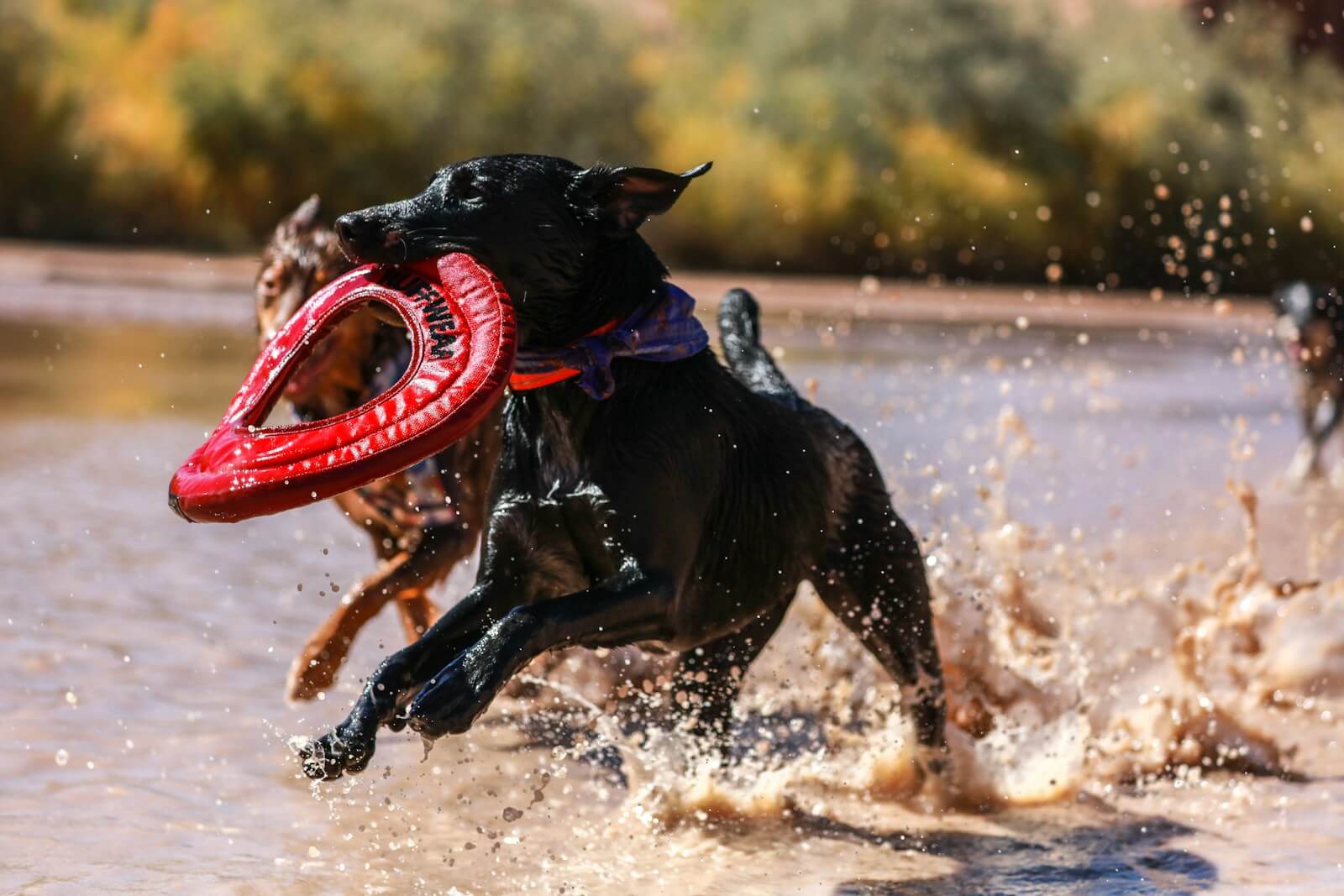 short-coated black dog running on shore while biting round red leather textile during daytime