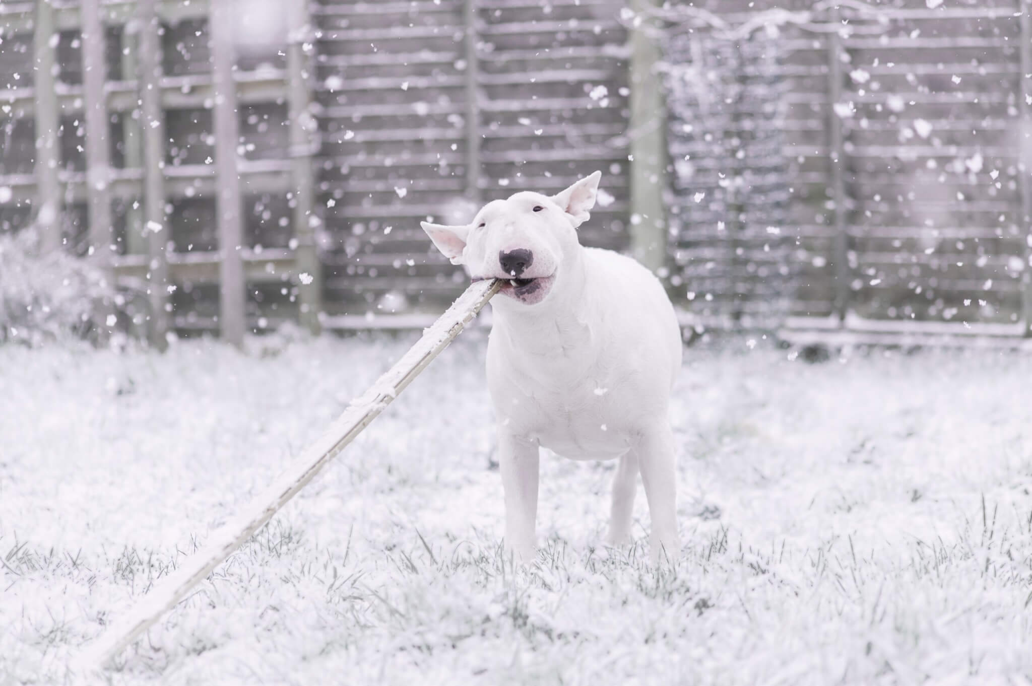 A Bull Terrier in the snow