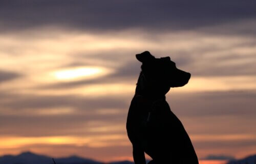 Silhouette of dog sitting at sunset