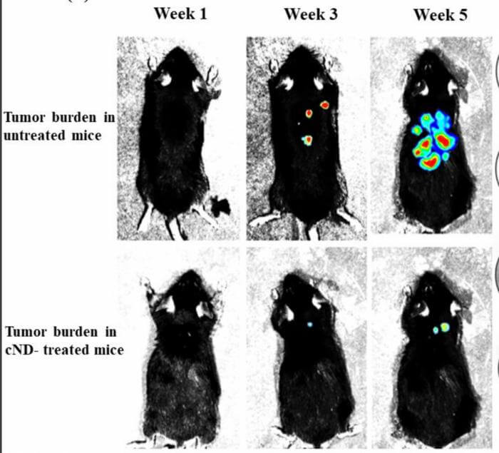 Effect of treatment with carbon nanodiamonds on the growth and metastasis of B16F10-Luc2 tumor in mice