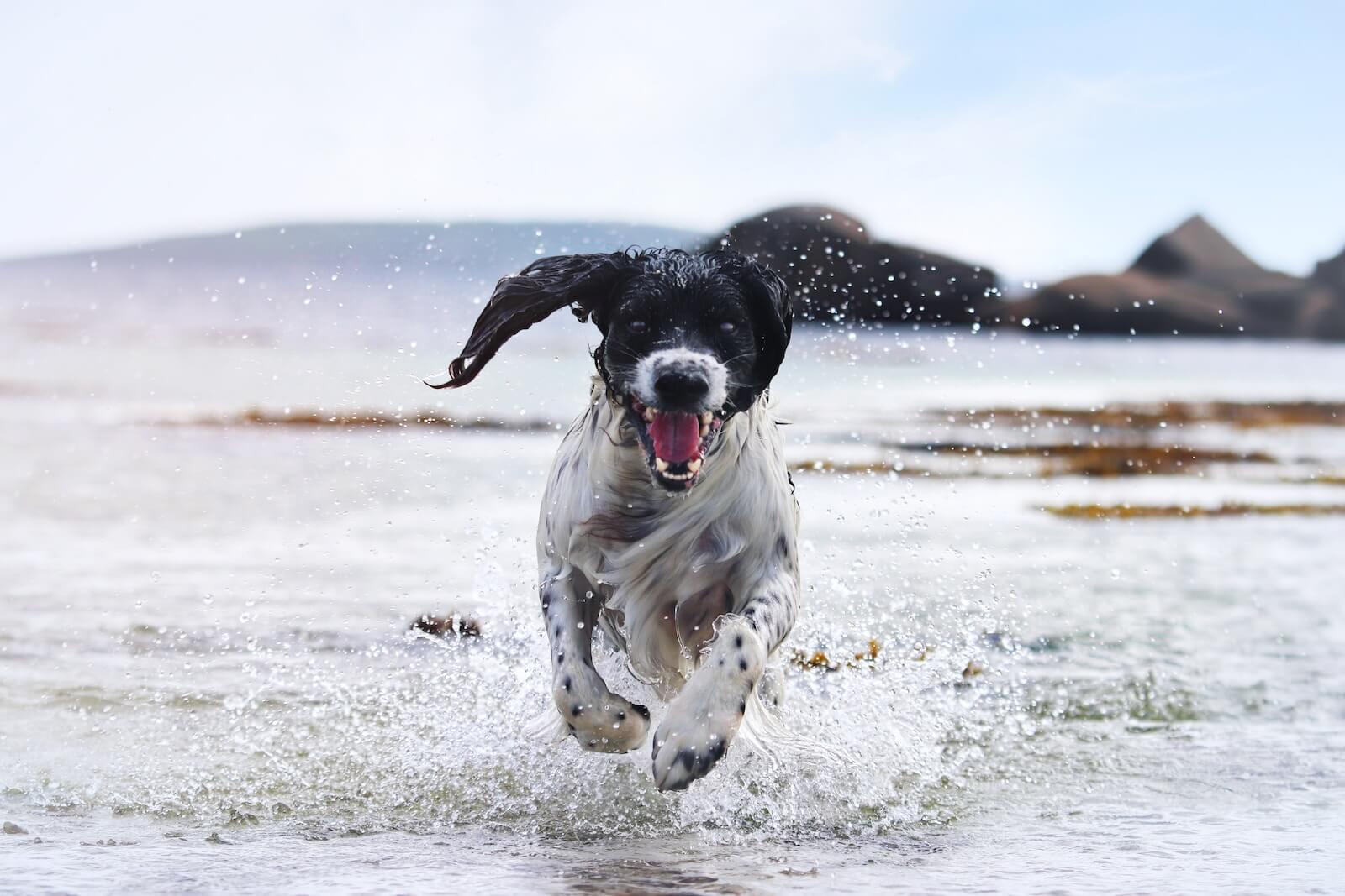 a black and white dog running through the water