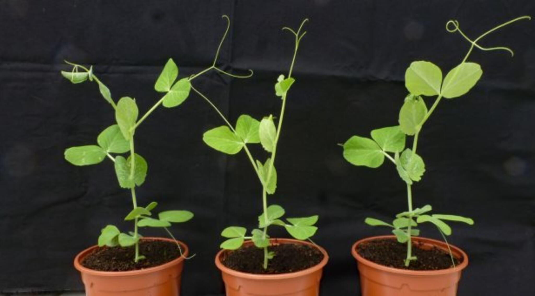 Photo of pea plants