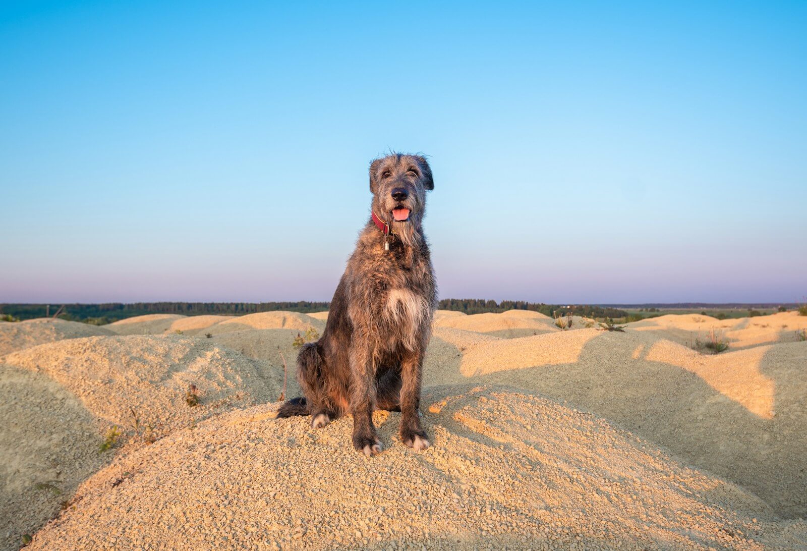 a dog sitting on top of a pile of sand