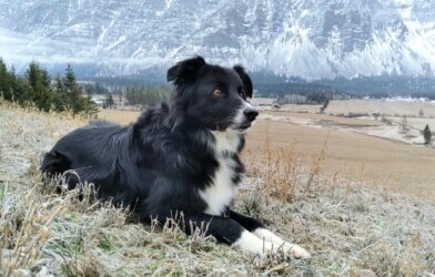 A Border Collie in the mountains