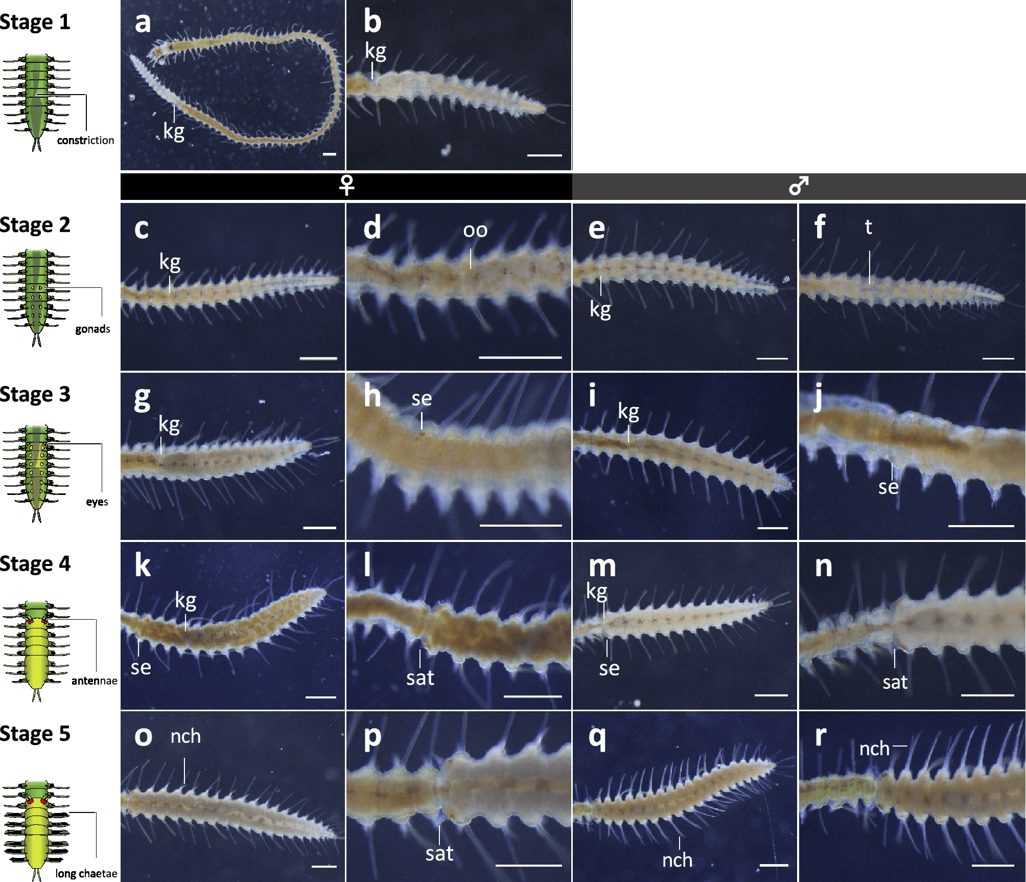 Developmental stages of stolonization process in a sea worm