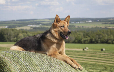 A German Shepherd watching over a farm
