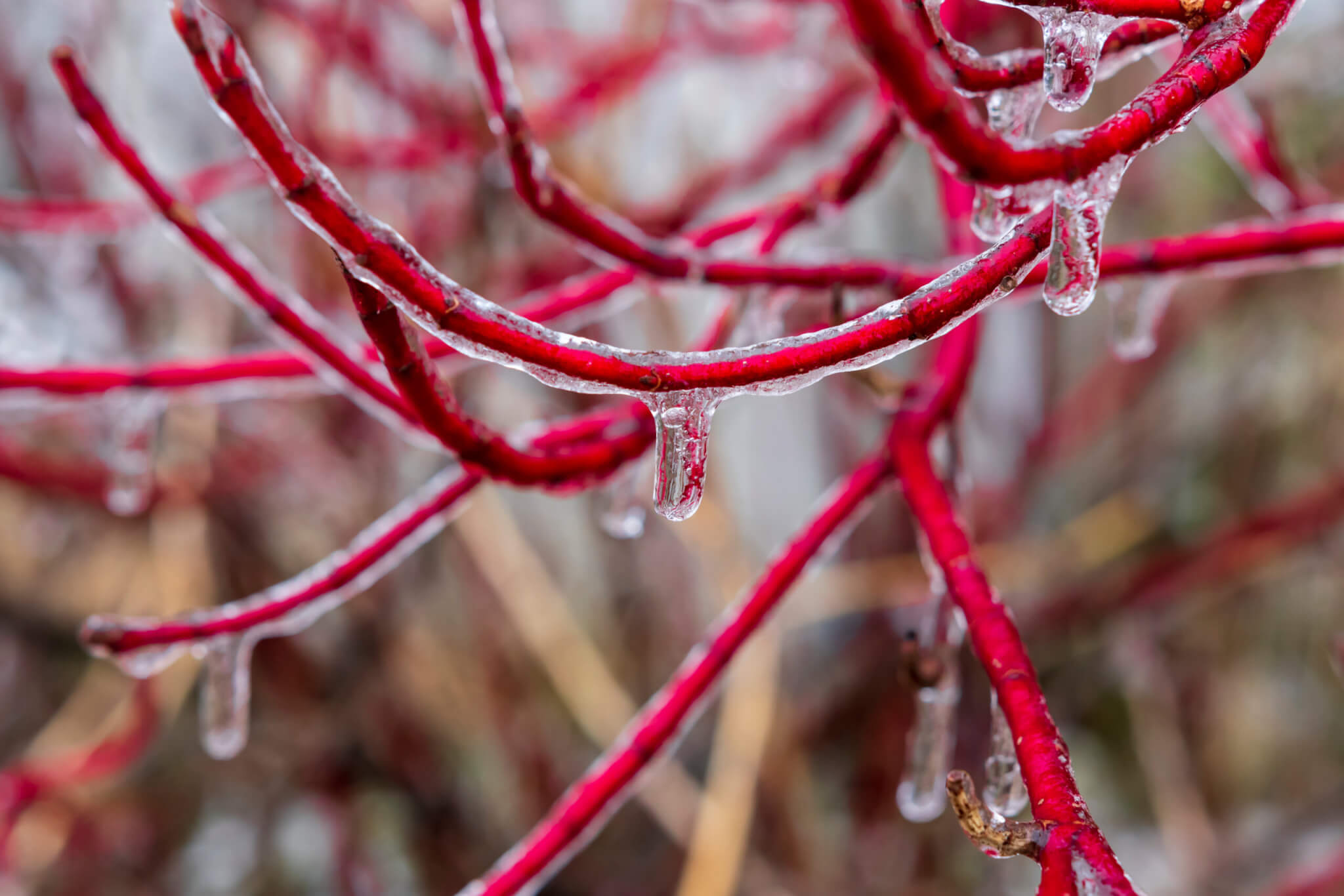 Ice covering red twig dogwood branches