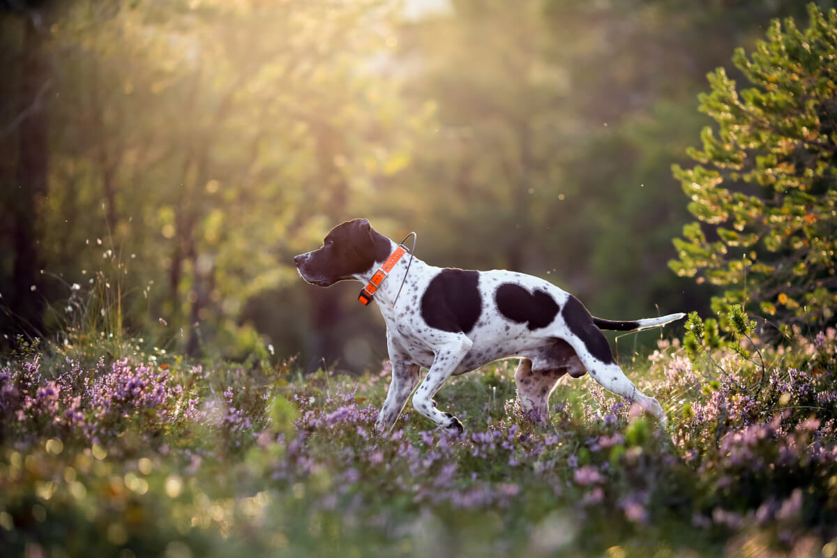 An English Pointer running in the woods