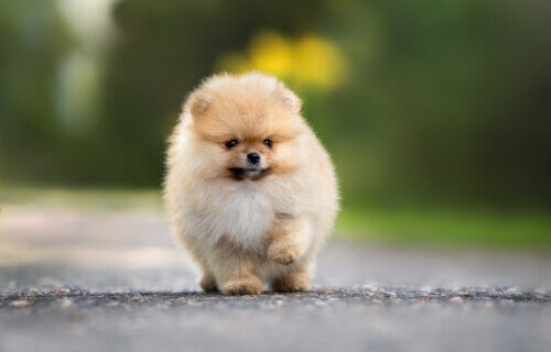 A Pomeranian puppy
