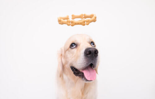 A Golden Retriever with a halo of treats