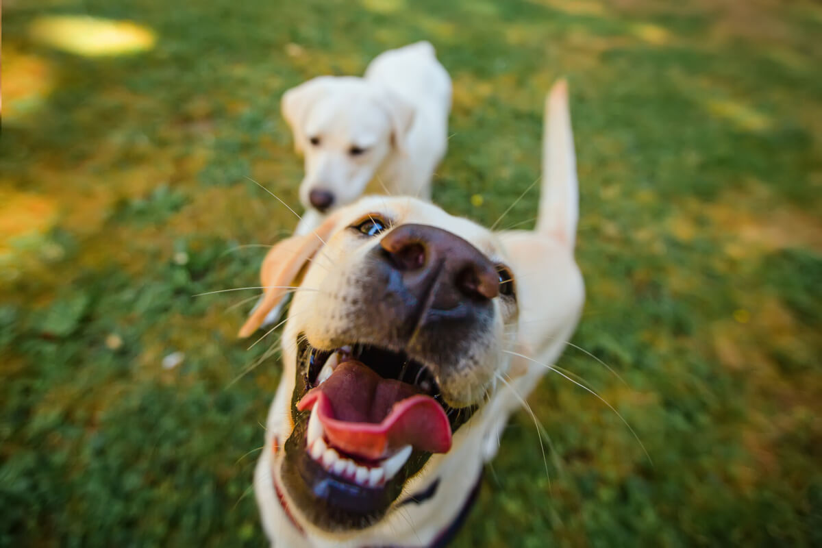 A happy yellow Labrador