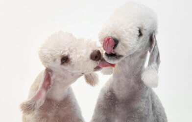 Two Bedlington Terriers licking each other