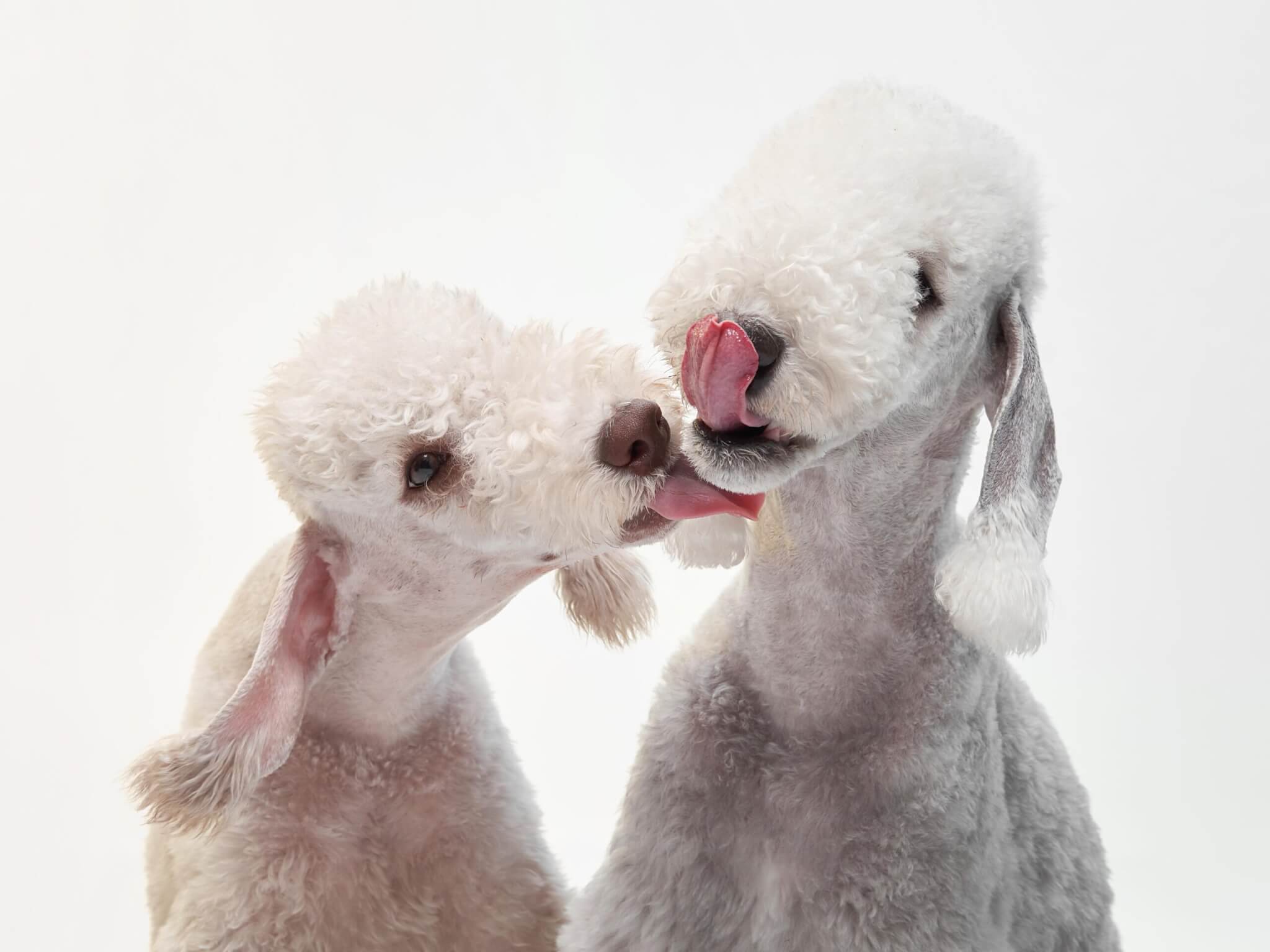 Two Bedlington Terriers licking each other