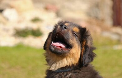 A happy Tibetan Mastiff puppy