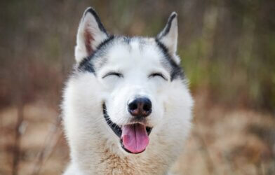 A smiling Siberian Husky