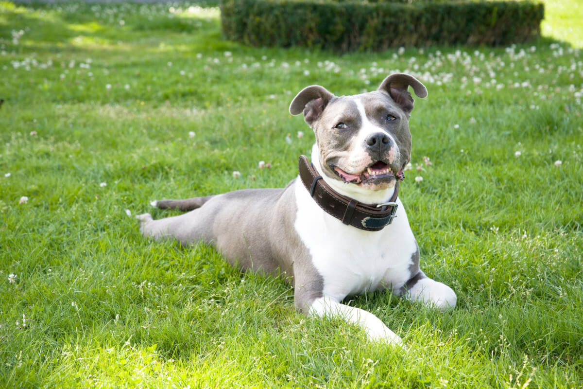 An American Staffordshire Terrier lying in the grass