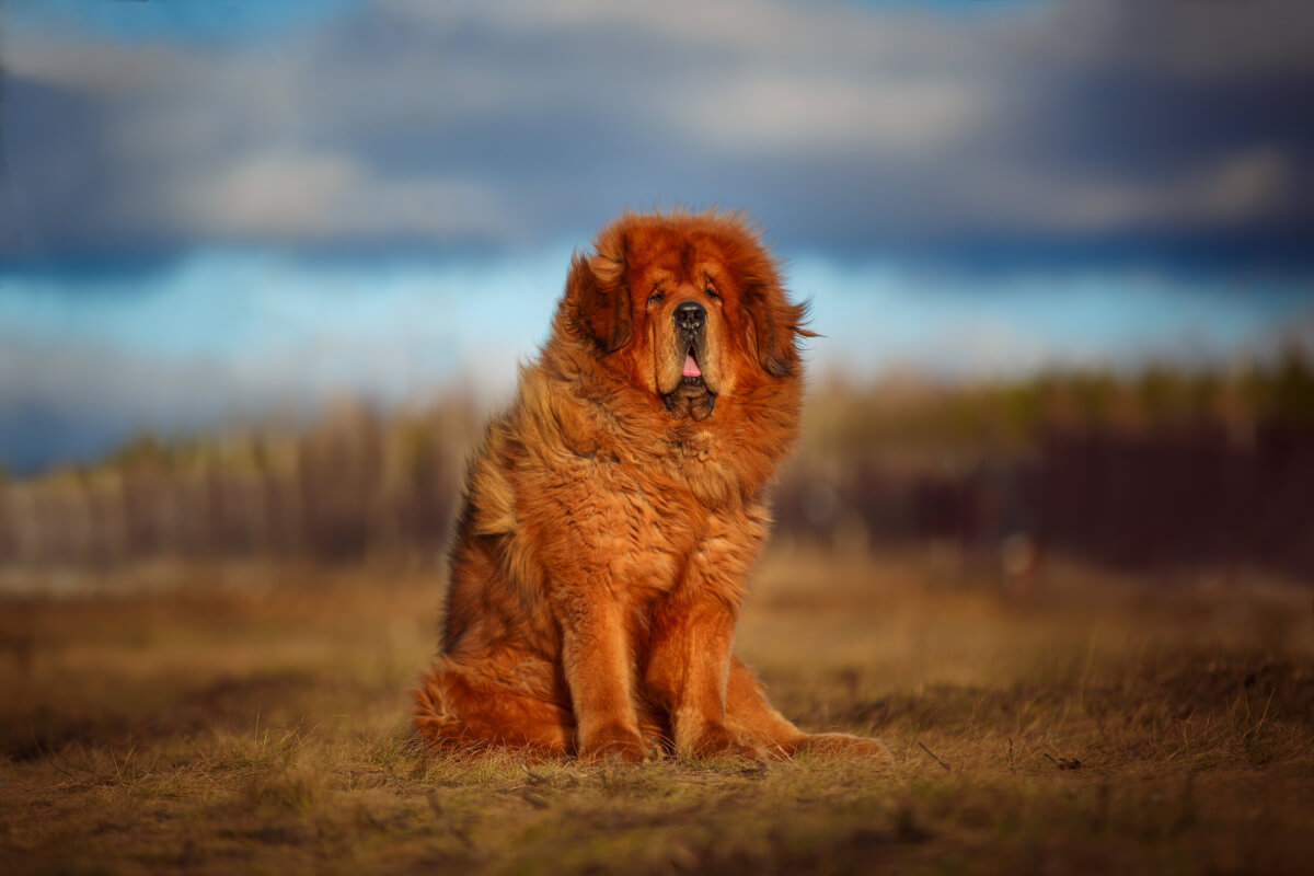 A Tibetan Mastiff