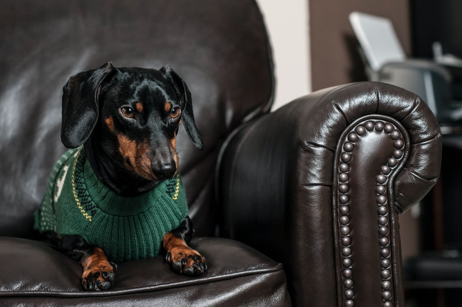 black and brown Dachshund sitting on black leather armchair