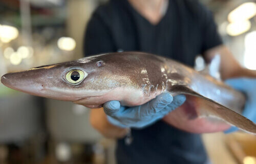 A small shark, the the spiny dogfish (Squalus acanthias), in the MBL Marine Resources Center