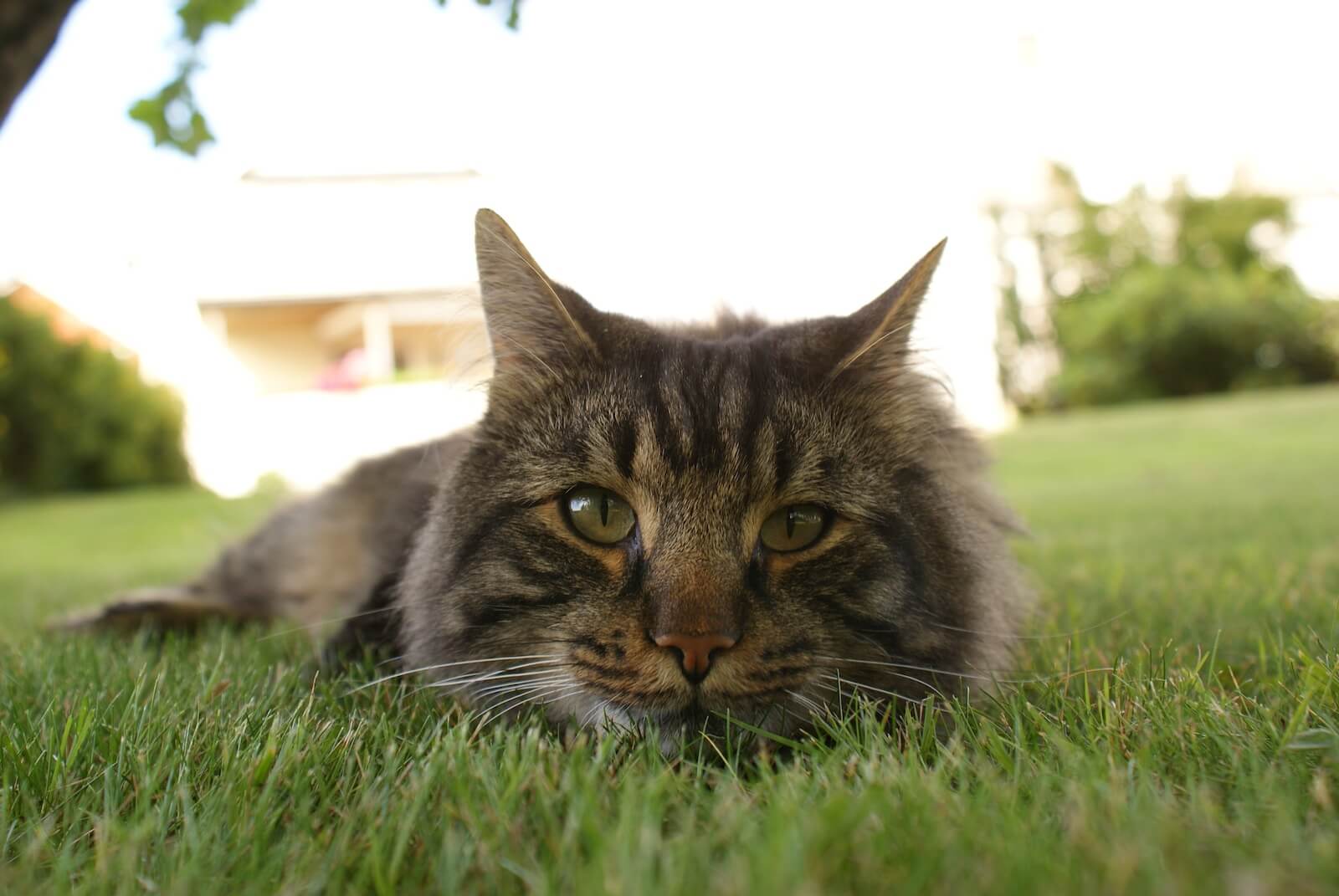 A cat laying in the grass looking at the camera