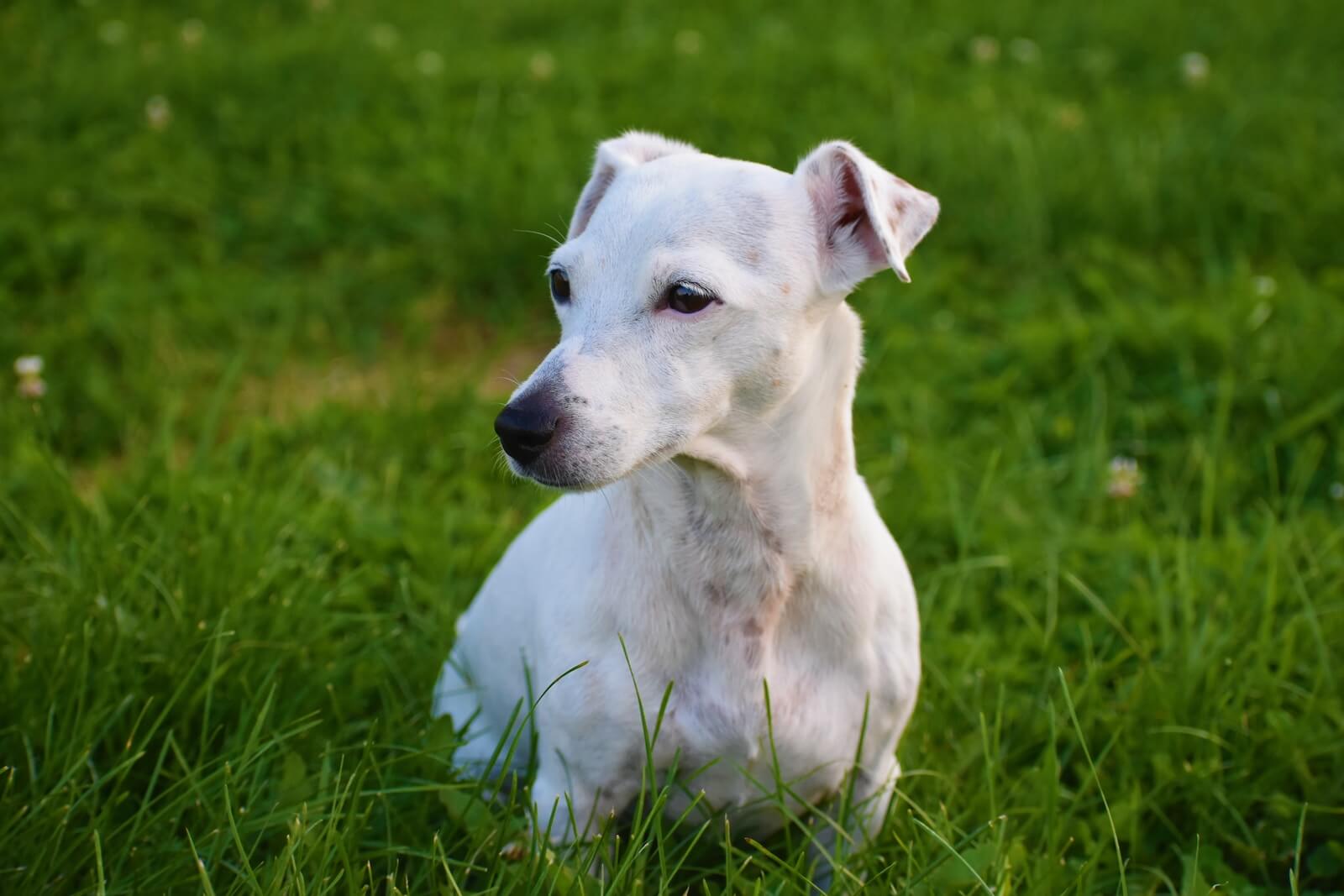 white dog on green grass