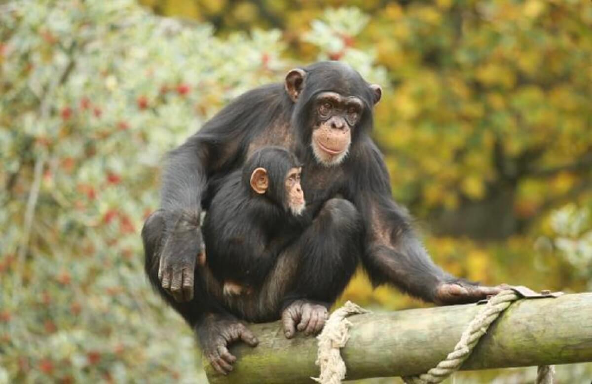 two apes, on larger, sit on a large tree branch