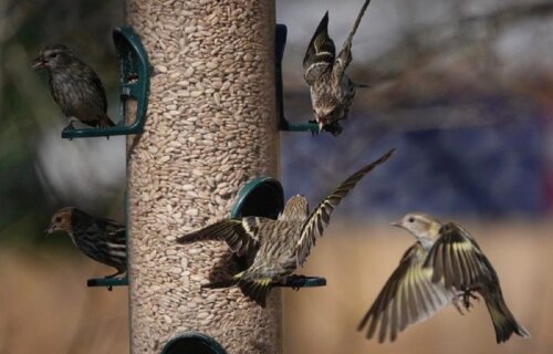 In the United States, it's estimated that about 57 million engage in bird feeding, each year.