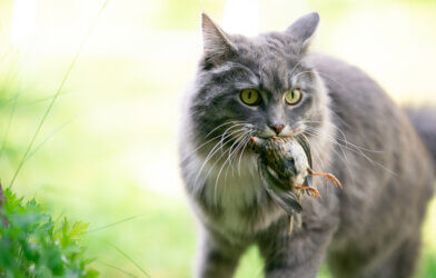 Cat hunting a bird, holding it in its mouth
