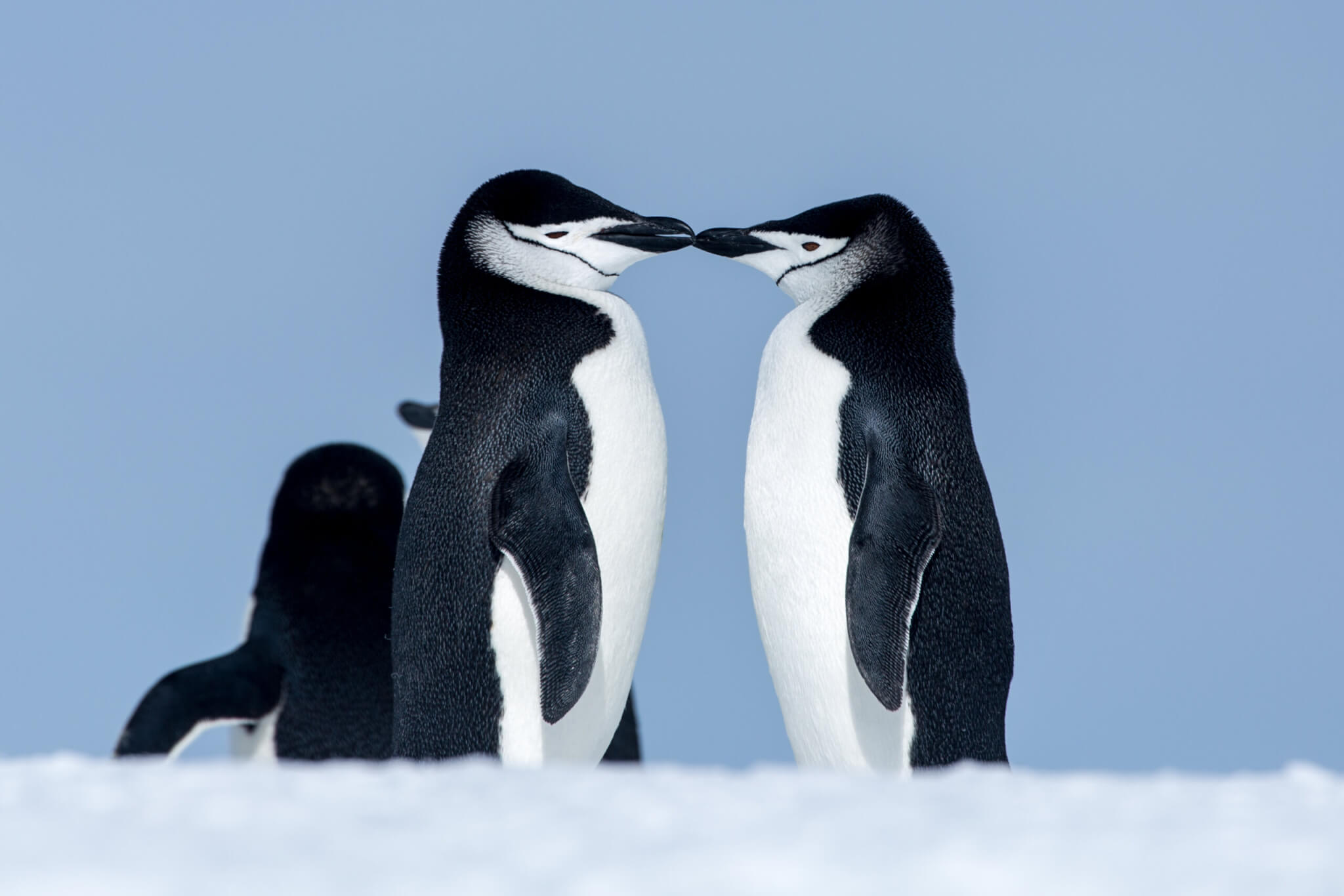 Chinstrap penguins kissing.